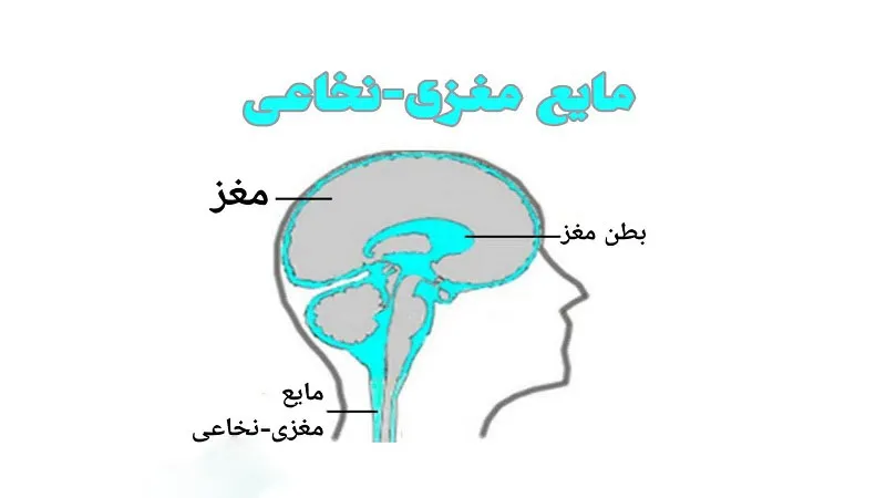 مایع مغزی نخاعی چیست و چه نقشی در بدن دارد؟